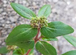 Euphorbia hirta - Cultivar Magazine