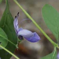 Image result for Rotheca myricoides