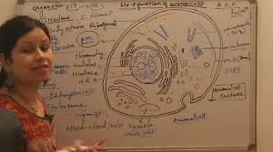 We did not find results for: Animal Cell Culture 1 Structure And Function Of Animal Cells Youtube