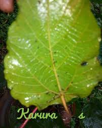 Image result for Macaranga capensis