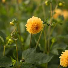 Dahlia Golden Scepter In 2020 Types Of Flowers Dahlia Plant Spacing