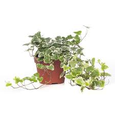Klimop Hedera Helix White Wonder D 13 Cm 3 49 Hangplant Kamerplanten Klimop