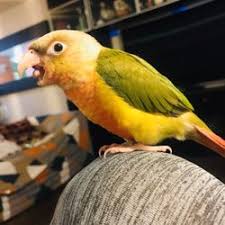 Pet shops selling birds and parrots. Love Birds Shop Near Me Online