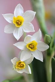 Pin On Flowers ܓ