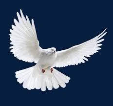 Belyj Golub Png I Klipart Zhivotnye Kartiny Kitajskaya Zhivopis Peace dove, pigeon, olive branch, olive png image and clipart, free portable network graphics (png) archive. belyj golub png i klipart zhivotnye