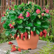 Outdoor Living Ideas The Home Depot Strawberry Plants Growing Strawberries Everbearing Strawberries