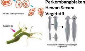 Reproduksi dengan cara membelah diri, dialami oleh sebagian spesies invertebrata yang termasuk organisme multiseluler. Cara Perkembangbiakan Hewan Secara Vegetatif Ilmu Peternakan