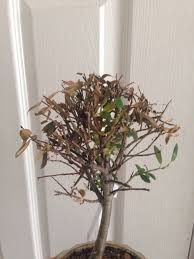 View the 10 most common reasons this happens (with marijuana plants may get yellowing leaves for several different reasons, so it can be hard to figure. Bonsai Doctor The Japanese Garden