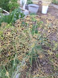 You can harvest the leaves at any time, though dill generally blooms about eight weeks after sowing. Growing Organic Saving Dill Seed