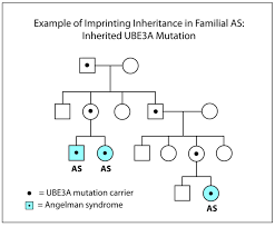 The Genetics Behind Angelman Syndrome Genetic Disorders
