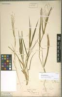 Image result for Panicum arcurameum