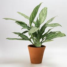 30 Low Light Houseplants You Don T Need A Green Thumb To Keep Alive Bathroom Plants Indoor Plants Easy Houseplants Low Light