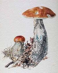 Beatrix Potter Her Life Beyond Mushrooms And Talking Bunnies At Laterbloomer Com Beatrix Potter Illustrations Beatrix Potter Illustration