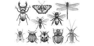Learn how to identify them and prevent an infestation. Fascinating Facts About Insects Quiz Proprofs Quiz
