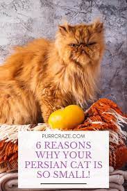 However, it is not unusual for some cats to carry a normal litter for either a shorter or longer time (range 58 to 70 days). 6 Reasons Why Your Persian Cat Is So Small Purr Craze