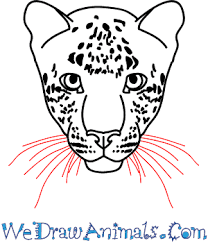 We did not find results for: How To Draw A Leopard Face