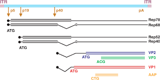 Image result for Blue 1997 AAV