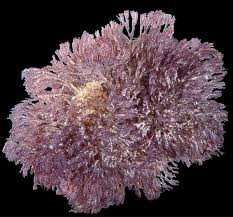 Image result for Behnia reticulata