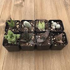 The lack of light encourages these plants to bloom, especially in autumn. Indoor Succulents Low Light Succulents Office Home For Sale Online Harddy