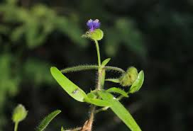 Image result for Cyanotis sp. aff. C. lapidosa