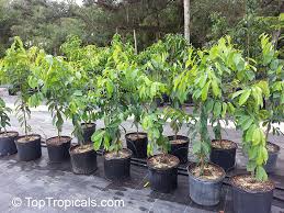 Soursop seedlings offered for sale annona muricata soursop guanabana tree for sale. Guyabano Fruit For Sale