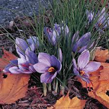 Crocus Sativus Saffron Crocus Saffron Plant White Flower Farm Flower Landscape