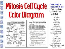 The cell cycle coloring worksheet label the diagram below with the following labels: Mitosis Cell Cycle Color Diagram By Biology Zoology Forensic Science