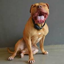 Pin By Burak Tr3 On Apbt American Pitbull Terrier Dog Games Pitbull Terrier