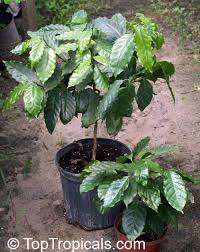 Image result for Coffea