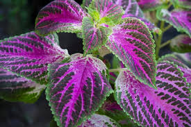 Image result for Coleus maculosus