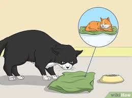 So, how do you introduce a new kitten to a cat? 8 Ways To Introduce A Kitten To An Older Cat Wikihow