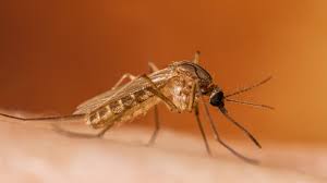 About West Nile | West Nile Virus | CDC
