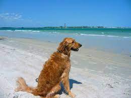 Eleven Of Our Favorite Dog Friendly Beaches Parks In Florida Authentic Florida Dog Friendly Beach Pet Friendly Beach New Smyrna Beach