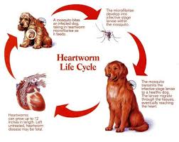 The veterinarians at the drake center for veterinary care are here to provide you with prevention and treatment options. Heartworm Disease And Prevention Petsburgh Pet Care