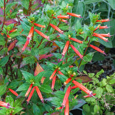 Image result for Cuphea