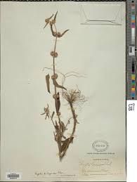 Image result for Cantinoa americana