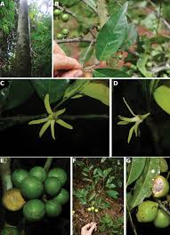 Image result for Lettowianthus