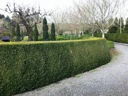 They provide many benefits, aside from giving you a secluded retreat. Create A Privacy Hedge With Shrubs Garden Goods Direct