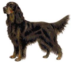 Gordon setter is a beautiful, smart, sturdy dog with a great stamina. Gordon Setter Hund Gezahlt Kreuzstich Muster Etsy