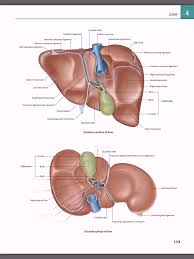 14 photos of the 3d diagram of human liver. The Liver Porta Hepatis Diagram Quizlet Pharmacy Design Liver Anatomy