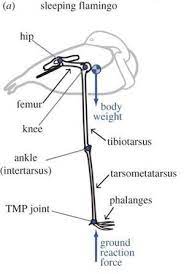 Scientists Pinpoint How A Flamingo Balances On One Leg Flamingo Leg Anatomy Lettering