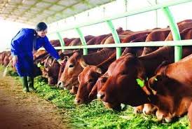 Beberapa biji telur, digoreng mata lembu 2 biji bawang besar, dipotong dadu kecil 3 biji lada hijau, dihiris kasar 3 biji lada merah, dihiris kasar 6 biji limau kasturi, dibelah 2 sedikit daun ketumbar dan daun pudina garam secukup rasa. Panduan Mudah Memulai Bisnis Ternak Sapi Bagi Pemula