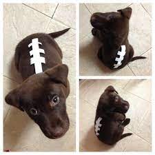 Easy Dog Costume Cutest Dog Costume Natalie Jost Jost Jost Vankat Don T You Have A Chocolate Lab Cute Dog Costumes Diy Pet Costumes Halloween Animals