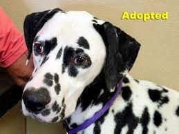 We make a commitment to finding good homes for these animals after we have them spayed, neutered, vaccinated and treated for any health. Dalmatian Rescue Of North Texas