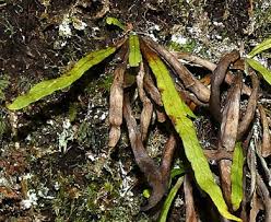 Image result for Grammitis