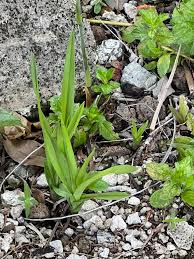 Image result for Eulophia dactylifera