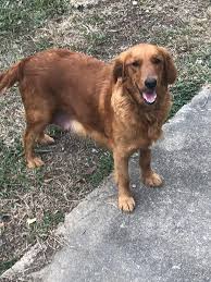 English cream golden retrievers are a wonderful and loving breed with a sweet natured puppy like disposition and a love of play. Location Moody Alabama D J Golden Retriever Pups Facebook