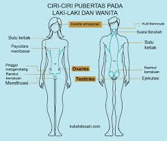 Untuk perempuan, bagian payudara akan mulai berkembang dan fase menstruasi dimulai. Ciri Ciri Pubertas Anak Perempuan Adalah
