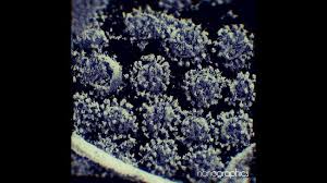 Virus ini pertama kali dideteksi pada oktober 2020 dan sebelumnya. Alasan Virus Corona B117 Lebih Cepat Menular