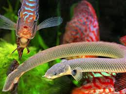Des guides pour prendre soin de ses animaux préférés. Erpetoichthys Calabaricus Poisson Roseau Description Parametres Eau Alimentation Poisson D Eau Douce